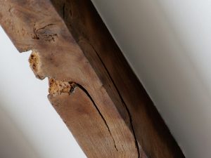 Εικόνα ενός ξύλου που έχει φθαρεί από έντομα